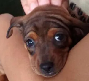 Cachorro raça Vira lata  idade 2 a 6 meses nome Margarida