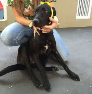 Cachorro raça SRD idade 1 ano nome Olivia