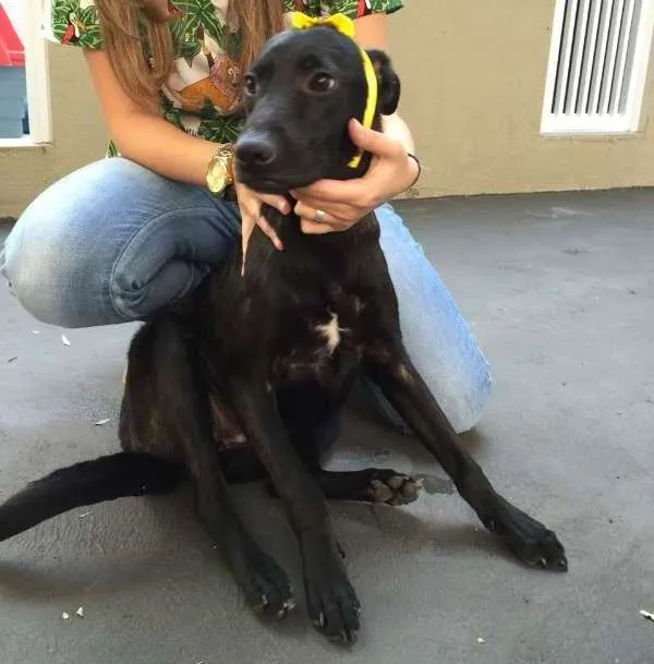 Cachorro ra a SRD idade 1 ano nome Olivia