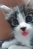 Gatinhos 