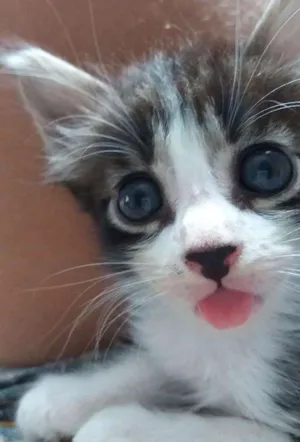 Gato raça Viralata idade Abaixo de 2 meses nome Gatinhos 