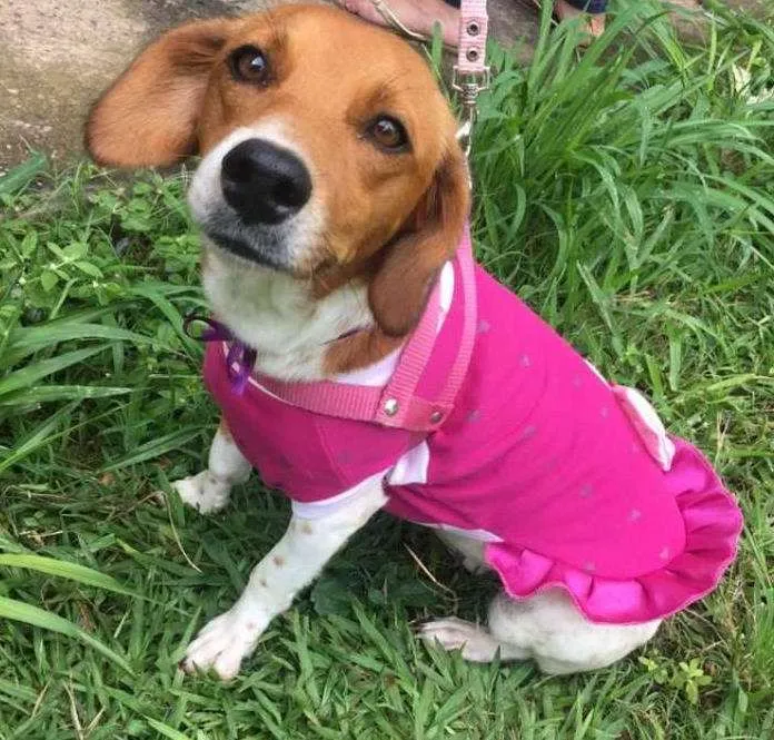 Cachorro ra a Sem raça definida idade 3 anos nome Mel