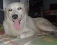 POLAR