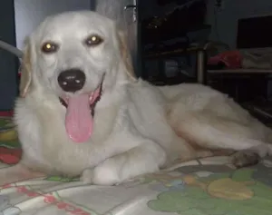 Cachorro raça labrador com lobo idade 1 ano nome POLAR
