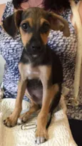 Dinho