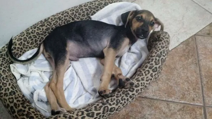 Cachorro ra a SRD idade 2 a 6 meses nome Dinho
