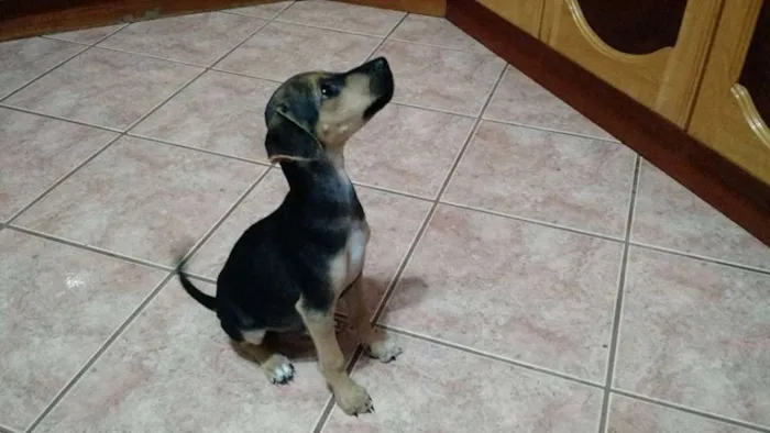 Cachorro ra a SRD idade 2 a 6 meses nome Dinho