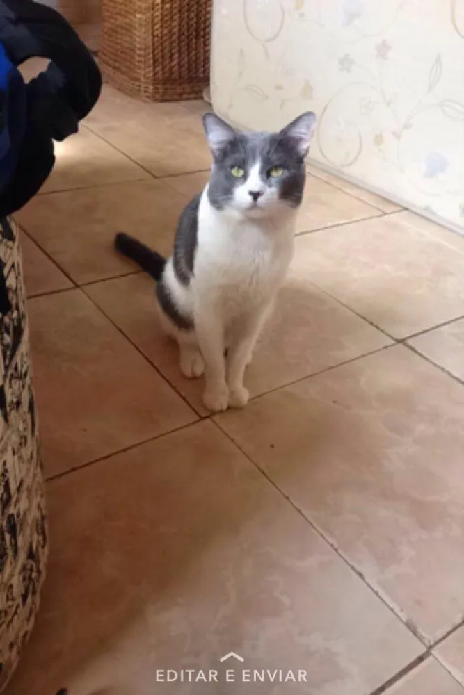 Gato ra a  idade 5 anos nome Thomas