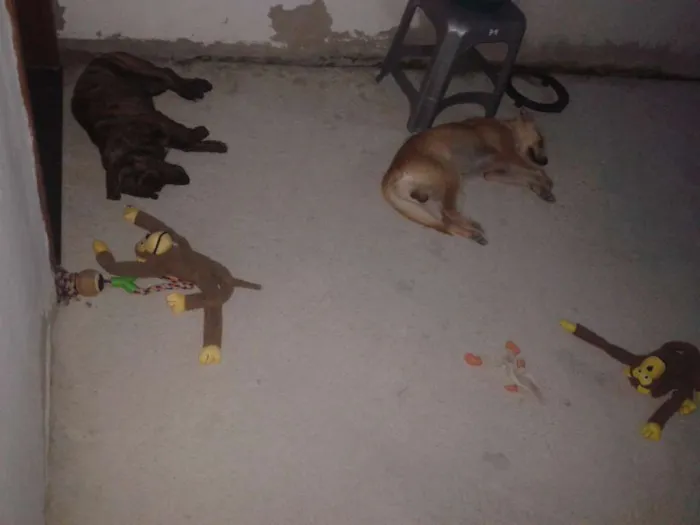 Cachorro raça Vira-lata idade 2 a 6 meses nome Malu