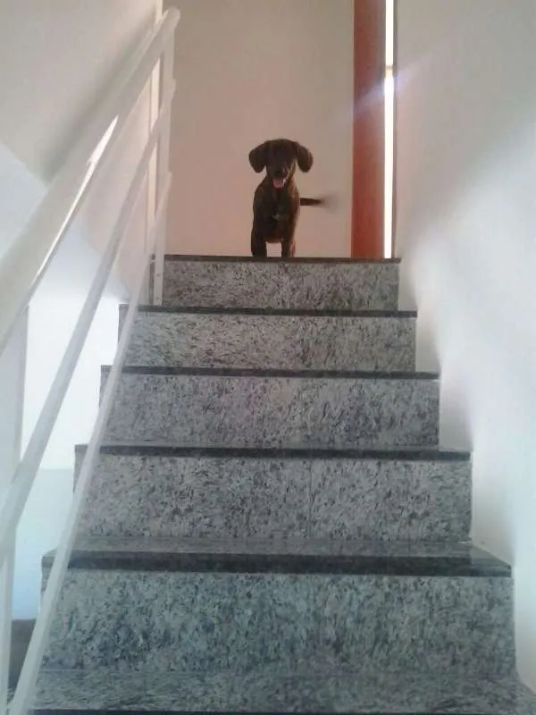 Cachorro raça Vira-lata idade 2 a 6 meses nome Malu