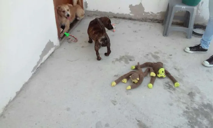 Cachorro raça Vira-lata idade 2 a 6 meses nome Malu