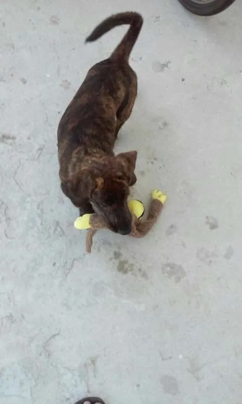 Cachorro raça Vira-lata idade 2 a 6 meses nome Malu