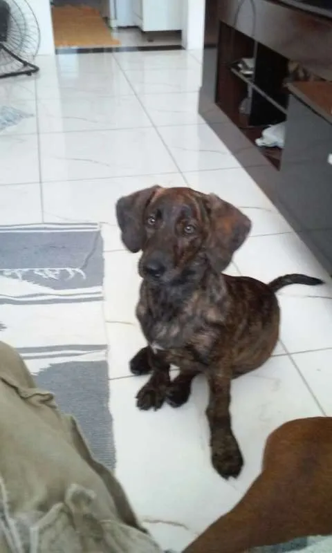 Cachorro raça Vira-lata idade 2 a 6 meses nome Malu