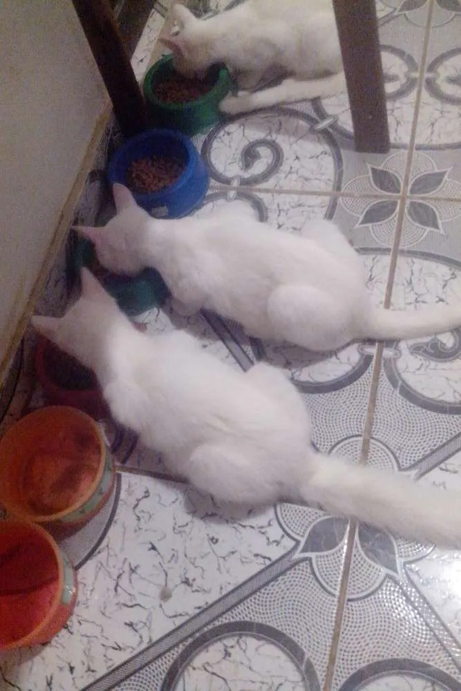Gato ra a SRD idade 2 a 6 meses nome Espoleta