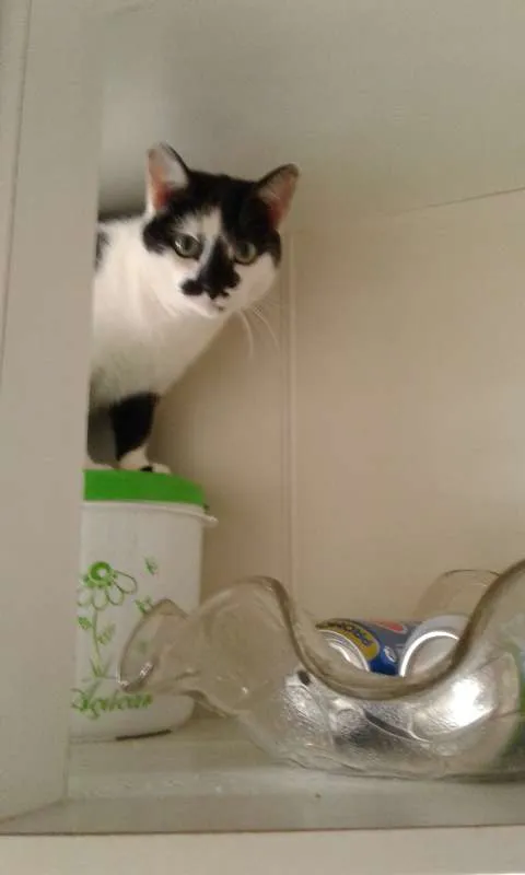 Gato ra a SRD idade 4 anos nome Espantalho