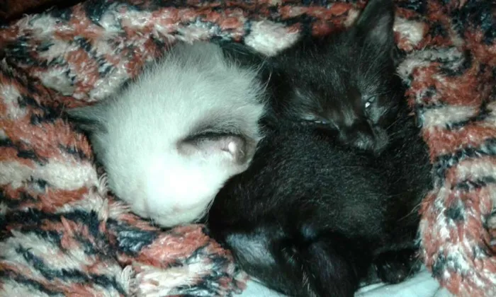 Gato ra a Srd idade 2 a 6 meses nome Pretinha e Maria 
