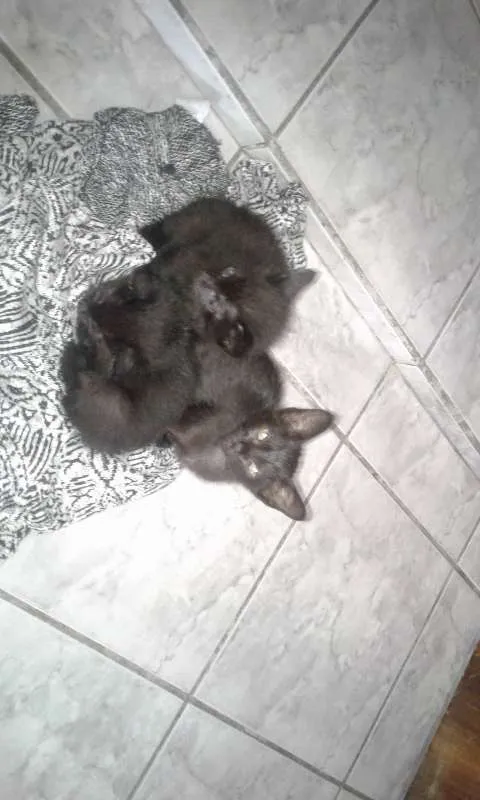 Gato ra a SRD idade 2 a 6 meses nome Sem nome