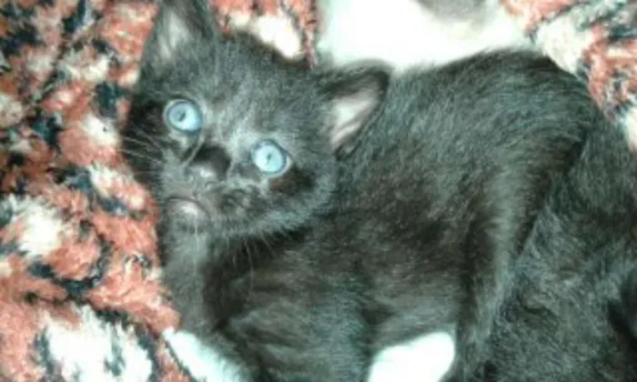 Gato ra a SRD idade 2 a 6 meses nome Sem nome