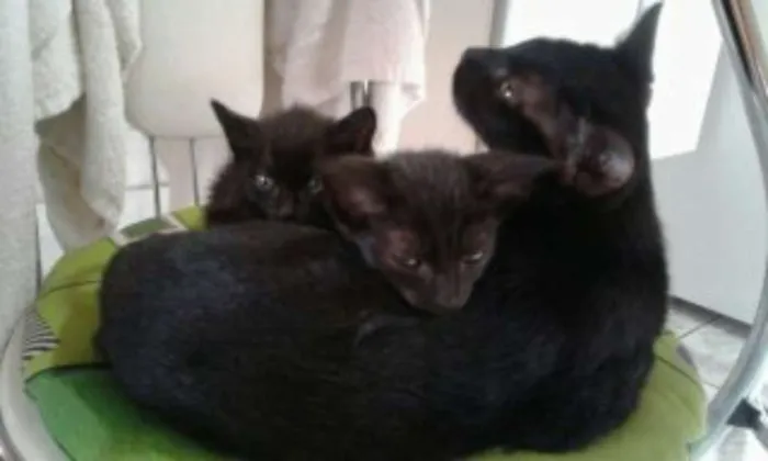 Gato ra a SRD idade 2 a 6 meses nome Sem nome