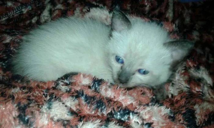 Gato ra a SRD idade 2 a 6 meses nome Sem nome