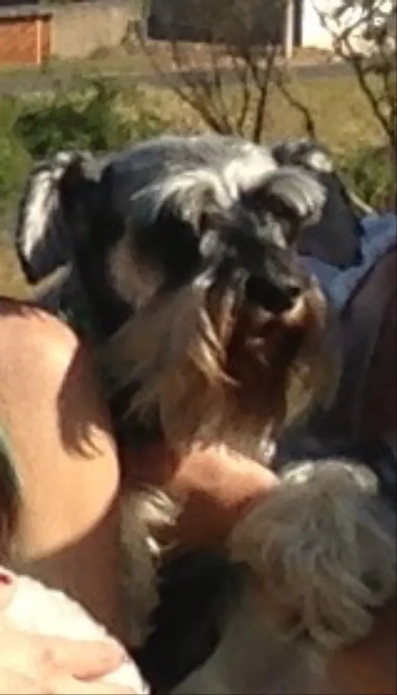 Cachorro raça Schnauzer idade 6 ou mais anos nome Filô