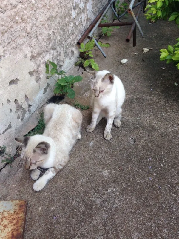 Gato ra a Gato idade 2 a 6 meses nome Gato