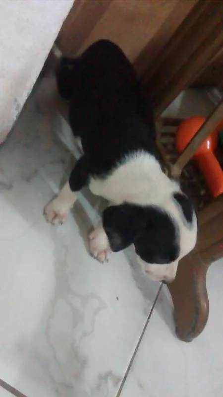 Cachorro raça Não sei idade 2 a 6 meses nome Não tem