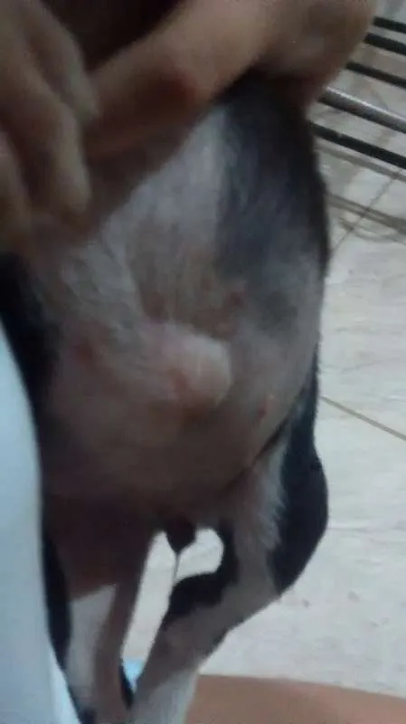 Cachorro raça Não sei idade 2 a 6 meses nome Não tem