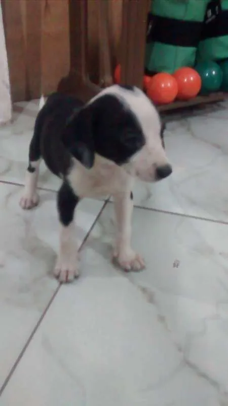 Cachorro raça Não sei idade 2 a 6 meses nome Não tem