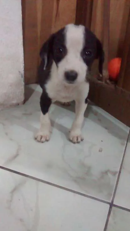 Cachorro raça Não sei idade 2 a 6 meses nome Não tem