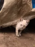 Gato