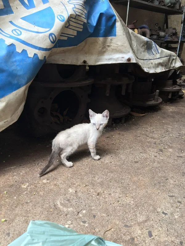Gato ra a Gato idade 2 a 6 meses nome Gato