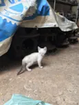 Gato
