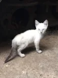 Gato