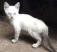 Gato