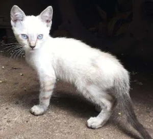 Gato raça Gato idade 2 a 6 meses nome Gato