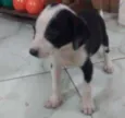 Não tem