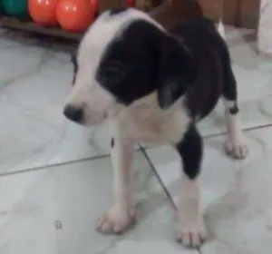 Cachorro raça Não sei idade 2 a 6 meses nome Não tem