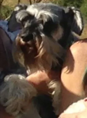 Cachorro raça Schnauzer idade 6 ou mais anos nome Filô