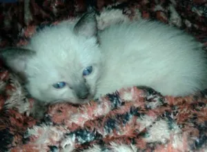 Gato raça SRD idade 2 a 6 meses nome Sem nome
