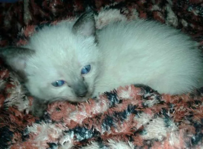 Gato ra a SRD idade 2 a 6 meses nome Sem nome