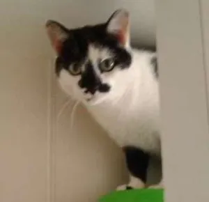 Gato raça SRD idade 4 anos nome Espantalho