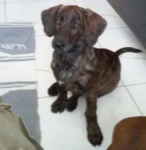 Cachorro raça Vira-lata idade 2 a 6 meses nome Malu
