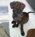 Malu