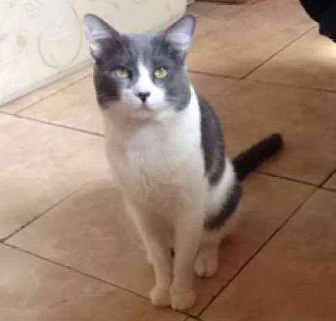Gato ra a  idade 5 anos nome Thomas