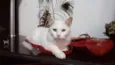 Pérola