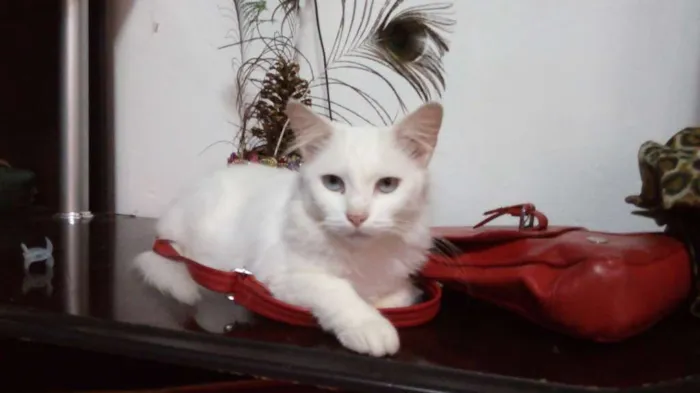 Gato ra a Indefinido idade 3 anos nome Pérola