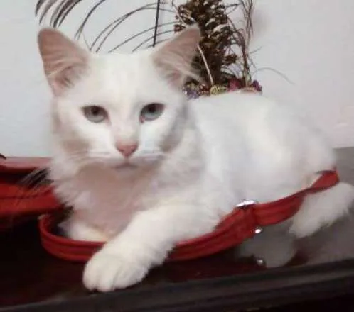 Gato ra a Indefinido idade 3 anos nome Pérola