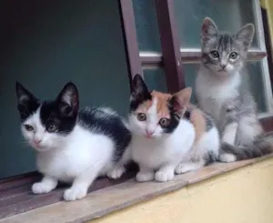 Gato raça srd idade Abaixo de 2 meses nome sofia
