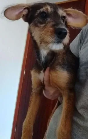 Cachorro raça Não definida idade 2 a 6 meses nome Não sei